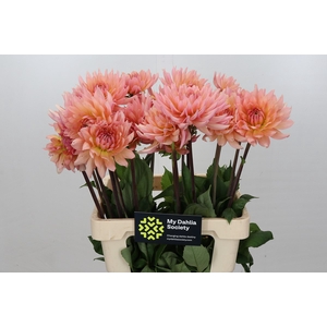 Dahlia Charleroi
