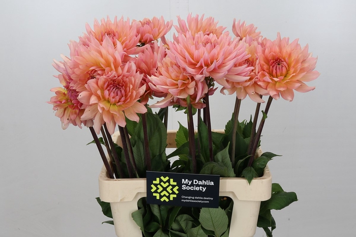 Dahlia Charleroi