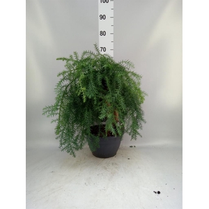 Araucaria   ...