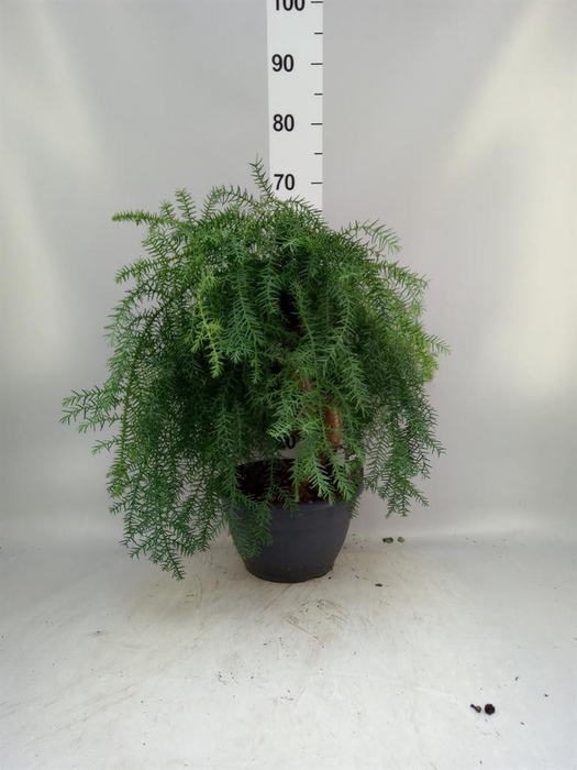 <h4>Araucaria   ...</h4>