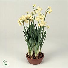 Narcissus DU 'Abba'