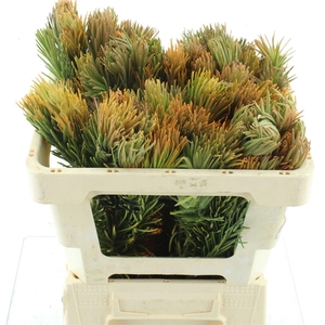 Kaaps Retzia Capensis