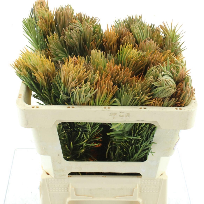 Kaaps Retzia Capensis