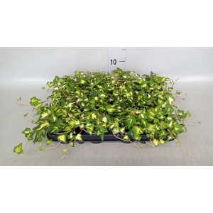 Hedera helix 'Goldheart'
