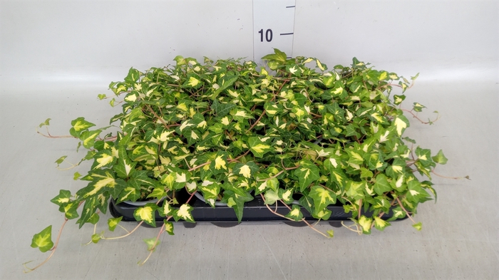 <h4>Hedera helix 'Goldheart'</h4>