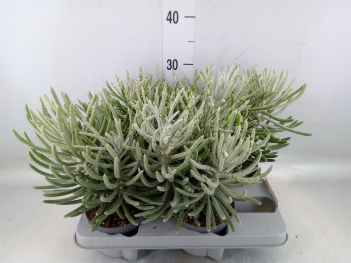 <h4>Senecio   ...</h4>