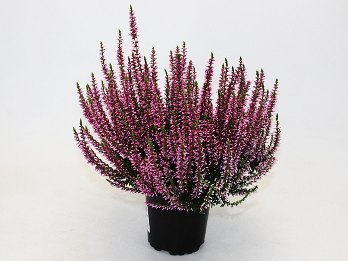 Calluna vulgaris Garden Girl® Rosa