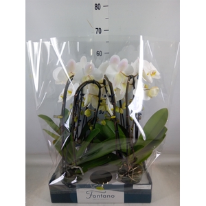 Phalaenopsis   ...white