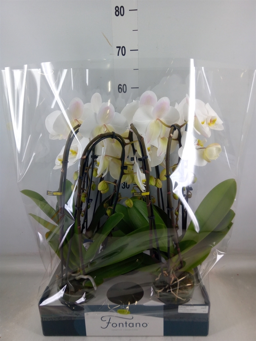 <h4>Phalaenopsis   ...white</h4>