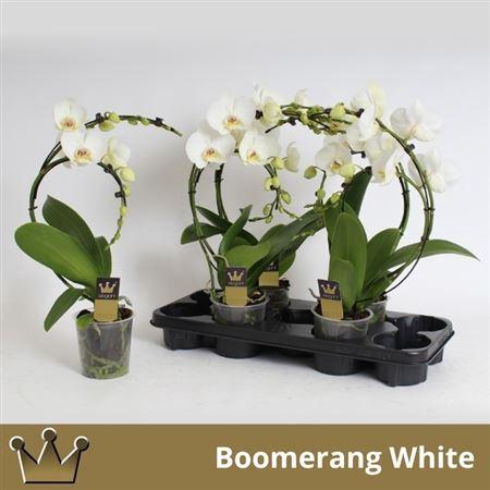 <h4>Phal El Cascade Boomerang 2 Branches 16+</h4>