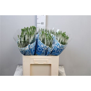 Veronica  'Smart Luna'