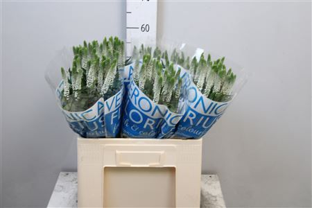 <h4>Veronica  'Smart Luna'</h4>