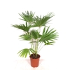 Livistona australis