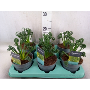Albuca spiralis 'Frizzle Sizzle'
