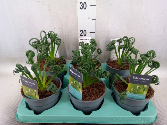 <h4>Albuca spiralis 'Frizzle Sizzle'</h4>