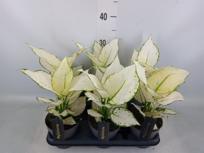 <h4>Aglaonema  'White Joy'</h4>