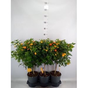 Lantana camara 'Simon Orange'