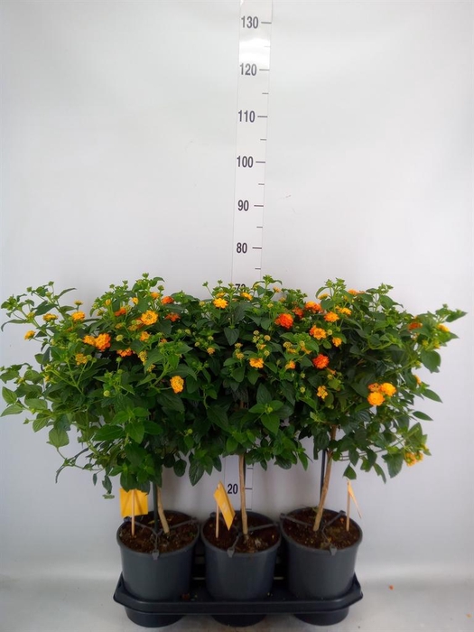 <h4>Lantana camara 'Simon Orange'</h4>