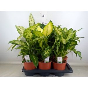 Dieffenbachia   ...mix