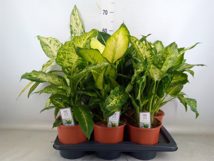 <h4>Dieffenbachia   ...mix</h4>