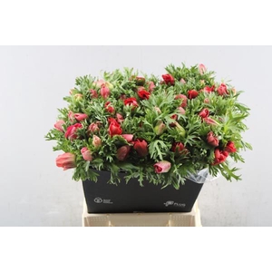 Anem Co Marianne Red L 50