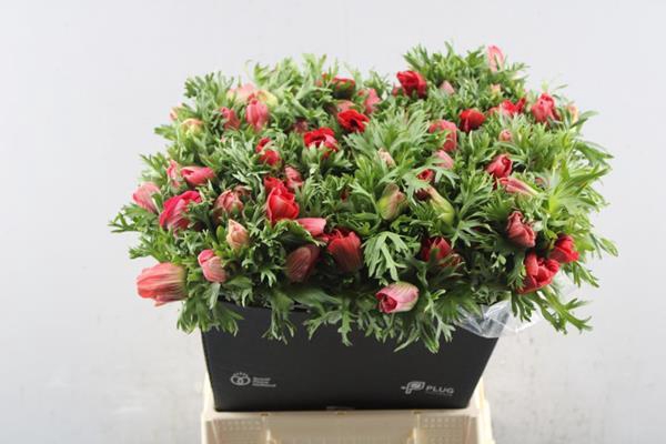 <h4>Anem Co Marianne Red L 50</h4>