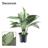 Aglaonema Silverado