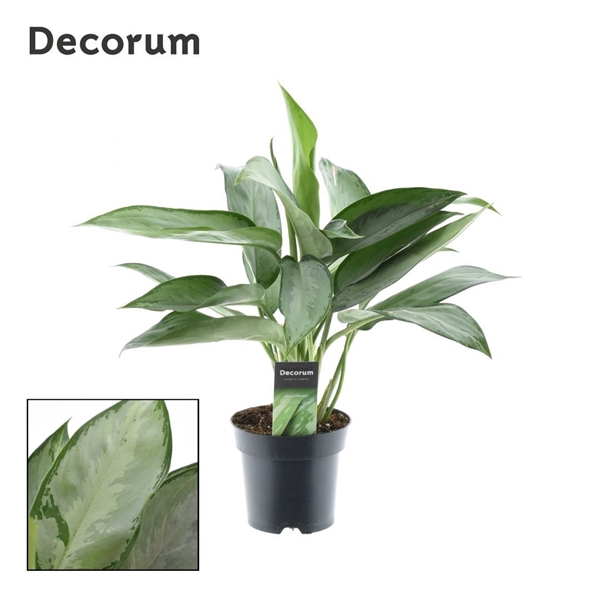 <h4>Aglaonema Silverado (Decorum)</h4>