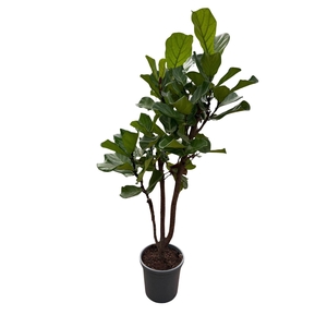 Ficus lyrata