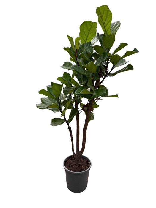 <h4>Ficus lyrata</h4>