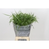 Panicum Fountain