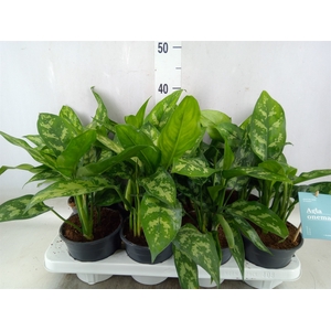 Aglaonema  'Maria'