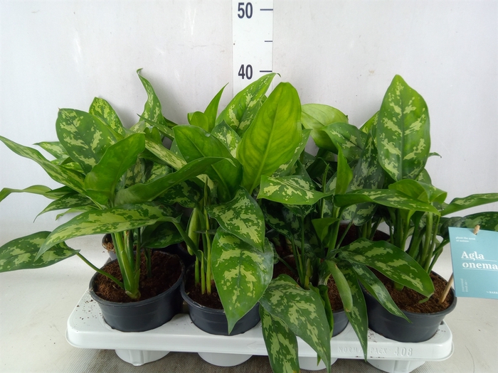 <h4>Aglaonema  'Maria'</h4>