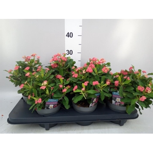 Euphorbia milii 'Vulcanus'