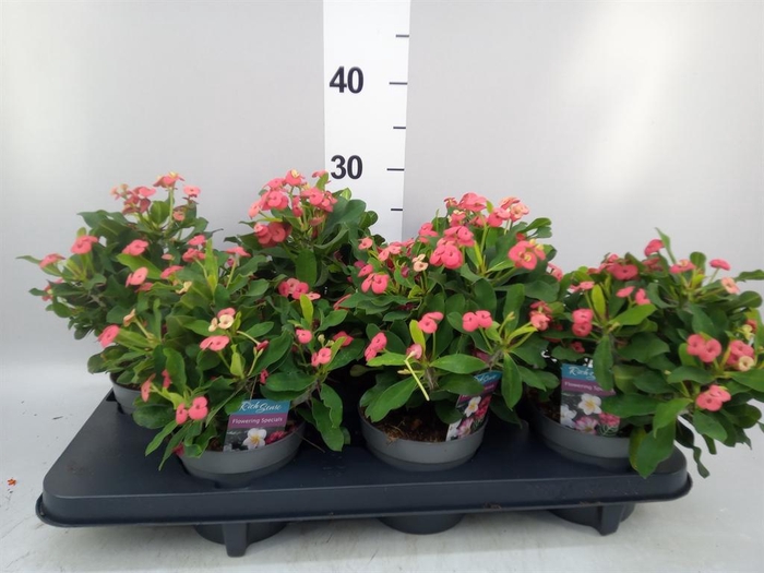 <h4>Euphorbia milii 'Vulcanus'</h4>