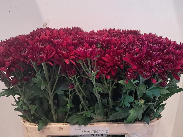 <h4>CHR T JAGUAR</h4>