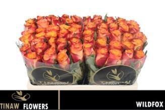 <h4>R GR WILDFOX</h4>