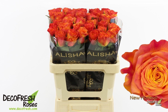 <h4>R Gr New horizon</h4>