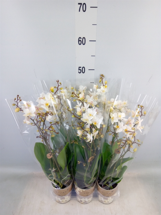 <h4>Phalaenopsis multi.   ...white</h4>
