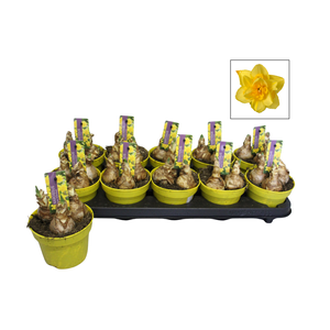 Bol op pot Narcis 12cm Double Yellow Dream