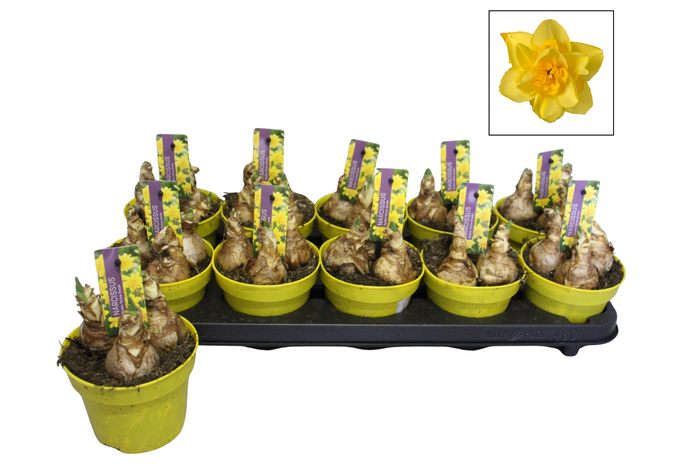 <h4>Bol op pot Narcis 12cm Double Yellow Dream</h4>