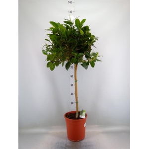 Ficus   ...