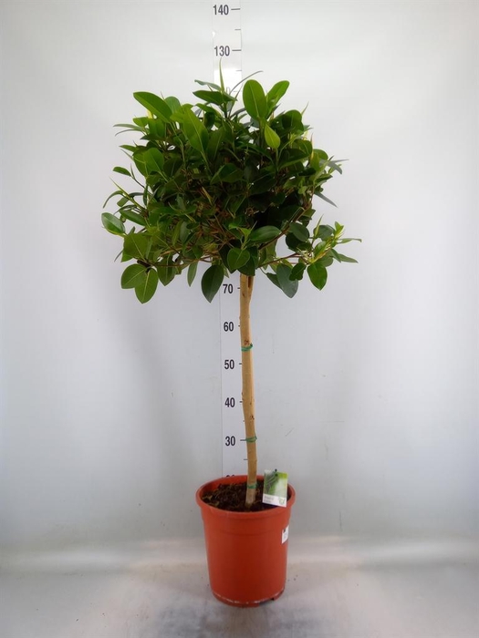 <h4>Ficus   ...</h4>