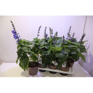 Salvia Black & Bloom