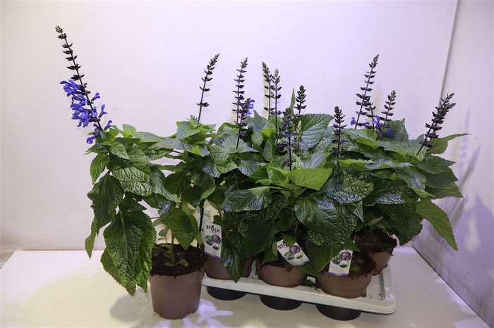 <h4>Salvia Black & Bloom</h4>