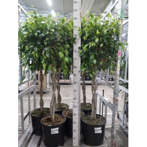 Ficus benja. 'Exotica'
