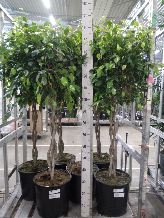 <h4>Ficus benja. 'Exotica'</h4>