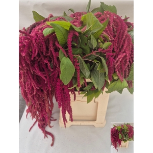 Amar Ca Red Cord