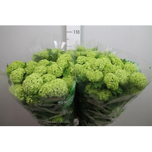 Viburnum Roseum St 4+