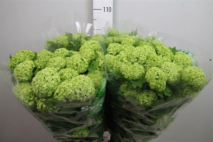 <h4>Viburnum Roseum St 4+</h4>